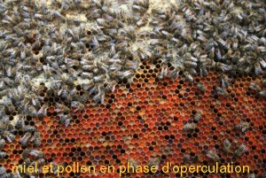 miel et pollen.jpg